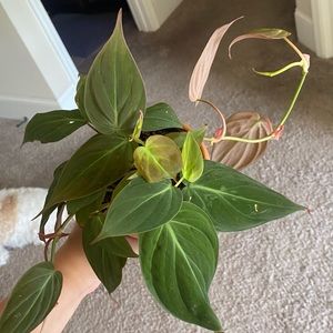 Philodendron Mican CUTTING